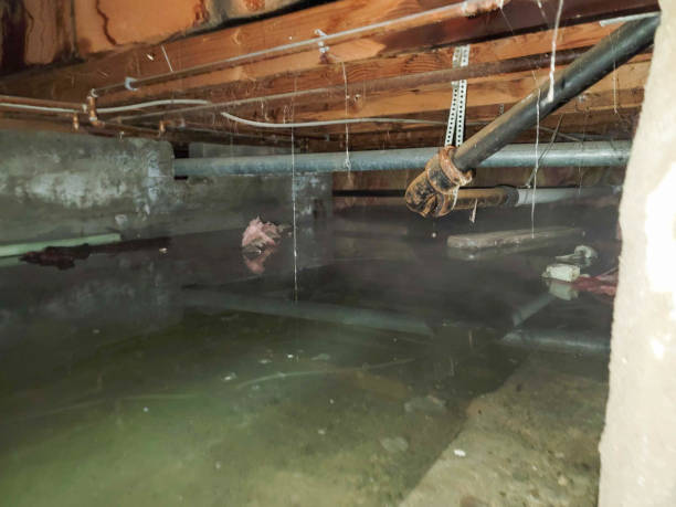 Best Carpet water damage restoration  in Sand Ridge, NY